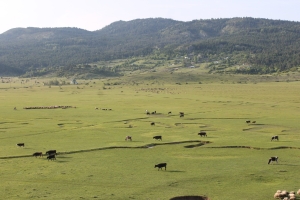 TARAKLI