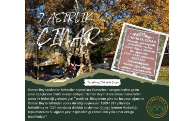 7 Asırlık Çınar