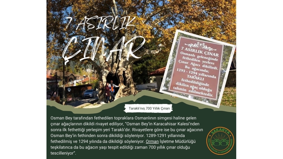 7 Asırlık Çınar